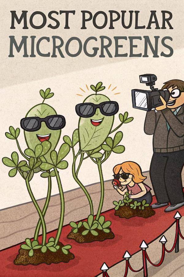 20 Most Popular Microgreens for Chefs and Homecooks