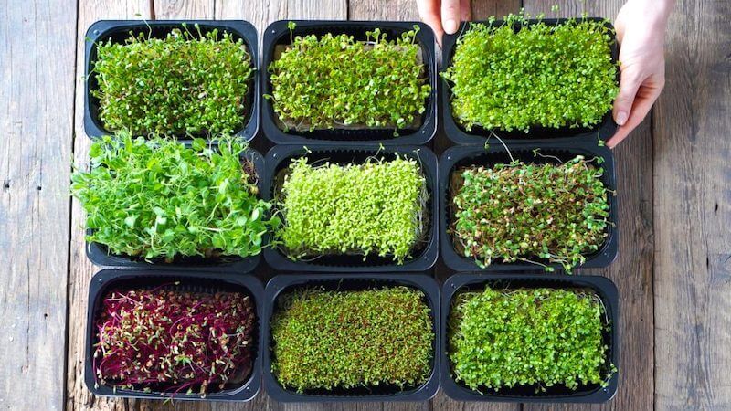 20 Most Popular Microgreens for Chefs and Homecooks